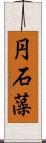 円石藻 Scroll