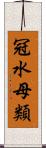 冠水母類 Scroll