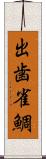 出歯雀鯛 Scroll