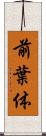 前葉体 Scroll