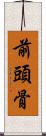 前頭骨 Scroll