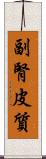 副腎皮質 Scroll