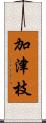 加津枝 Scroll