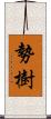 勢樹 Scroll