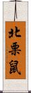 北栗鼠 Scroll