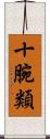 十腕類 Scroll
