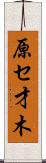 原セ才木 Scroll