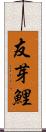 友芽鯉 Scroll