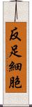 反足細胞 Scroll