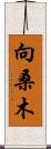 向桑木 Scroll