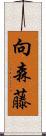 向森藤 Scroll