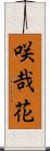 咲哉花 Scroll