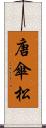唐傘松 Scroll