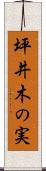 坪井木の実 Scroll