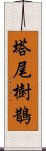 塔尾樹鵲 Scroll