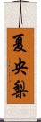 夏央梨 Scroll