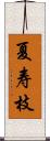 夏寿枝 Scroll