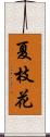 夏枝花 Scroll