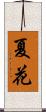 夏花 Scroll