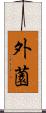 外薗 Scroll