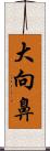 大向鼻 Scroll