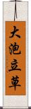 大泡立草 Scroll