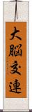 大脳交連 Scroll