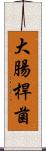 大腸桿菌 Scroll