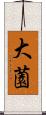 大薗 Scroll