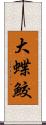 大蝶鮫 Scroll