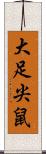 大足尖鼠 Scroll