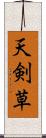 天剣草 Scroll