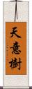 天意樹 Scroll