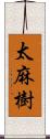 太麻樹 Scroll