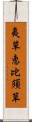 夷草 Scroll