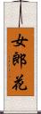 女郎花 Scroll