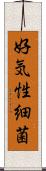 好気性細菌 Scroll