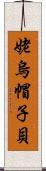 姥烏帽子貝 Scroll