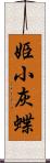 姫小灰蝶 Scroll