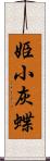 姫小灰蝶 Scroll