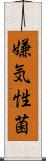 嫌気性菌 Scroll