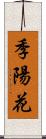 季陽花 Scroll