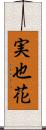 実也花 Scroll