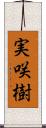 実咲樹 Scroll