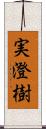 実澄樹 Scroll