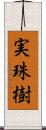 実珠樹 Scroll