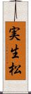 実生松 Scroll