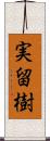 実留樹 Scroll