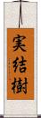 実結樹 Scroll