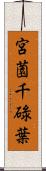 宮薗千碌葉 Scroll